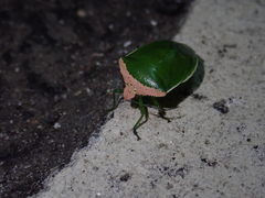 Glaucias crassus