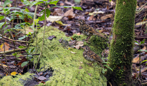 Scaly Thrush (Zoothera dauma), photo 8