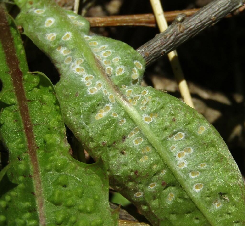 Trioza dispar
