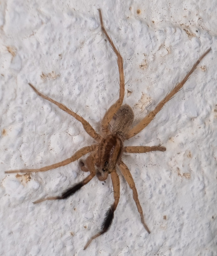 Schizocosa bilineata