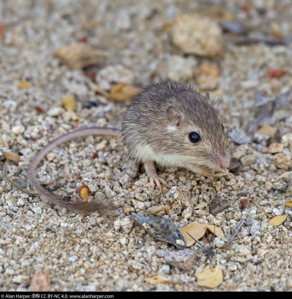 Spiny Pocket Mouse