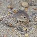 Spiny Pocket Mouse - Photo (c) Alan Harper, some rights reserved (CC BY-NC)
