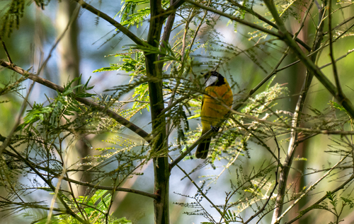 Tenggara Whistler (Pachycephala calliope), photo 7