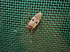 Physopelta quadriguttata