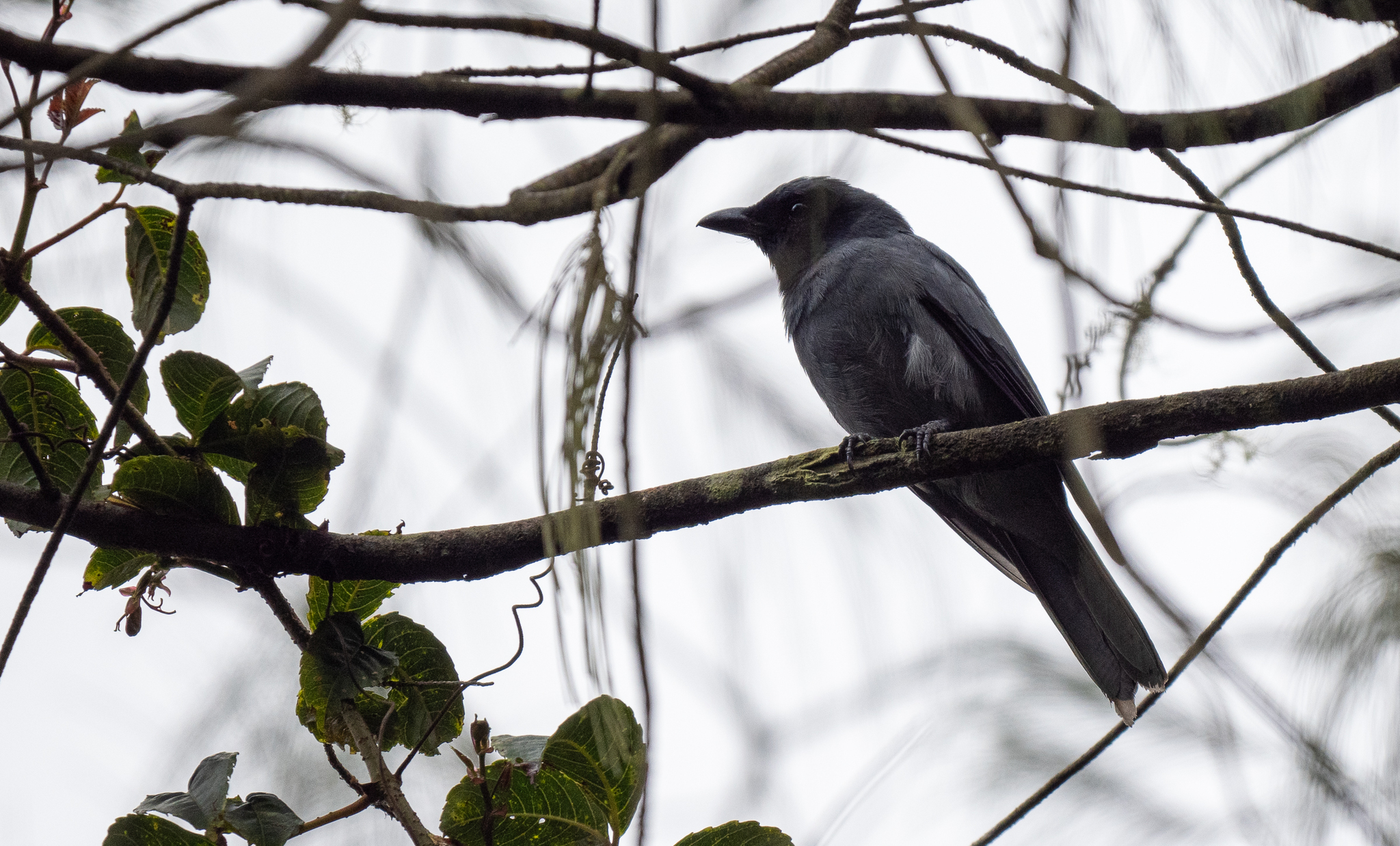 Sunda Cuckooshrike (Coracina larvata), photo 7