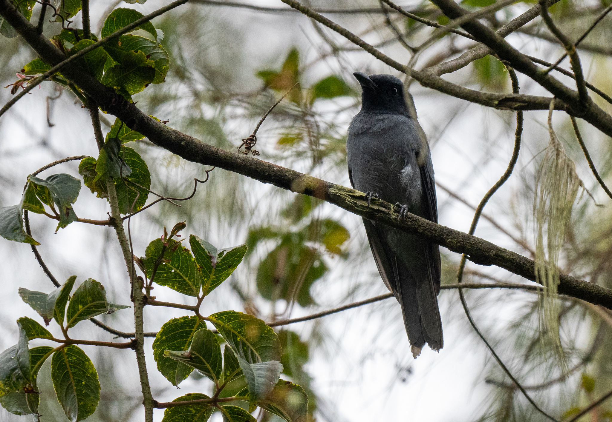 Sunda Cuckooshrike (Coracina larvata), photo 8