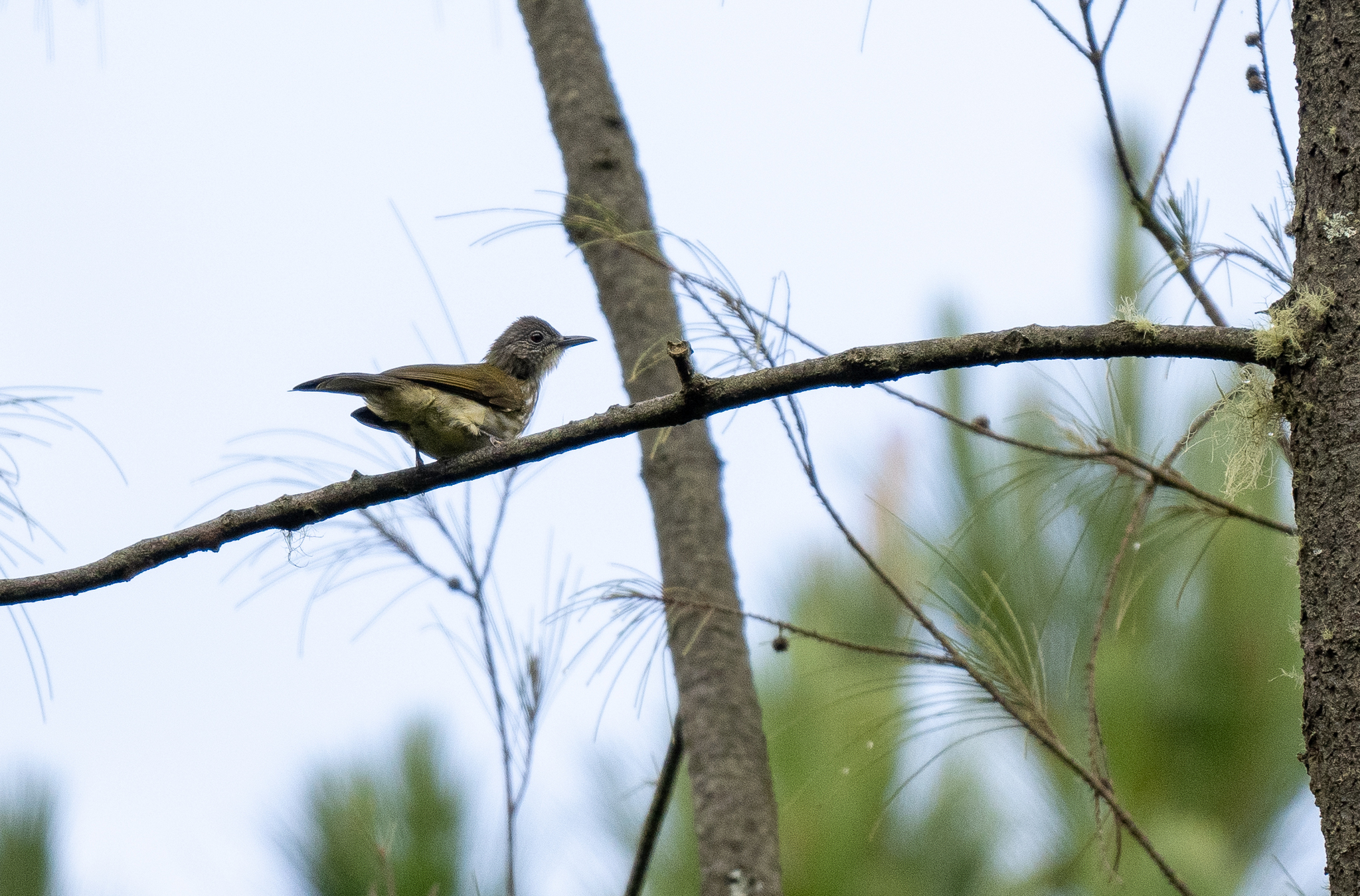 Javan Bulbul (Ixos virescens), photo 1