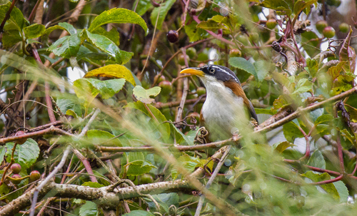 Javan Scimitar Babbler (Pomatorhinus montanus), photo 1
