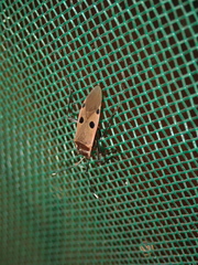 Physopelta quadriguttata