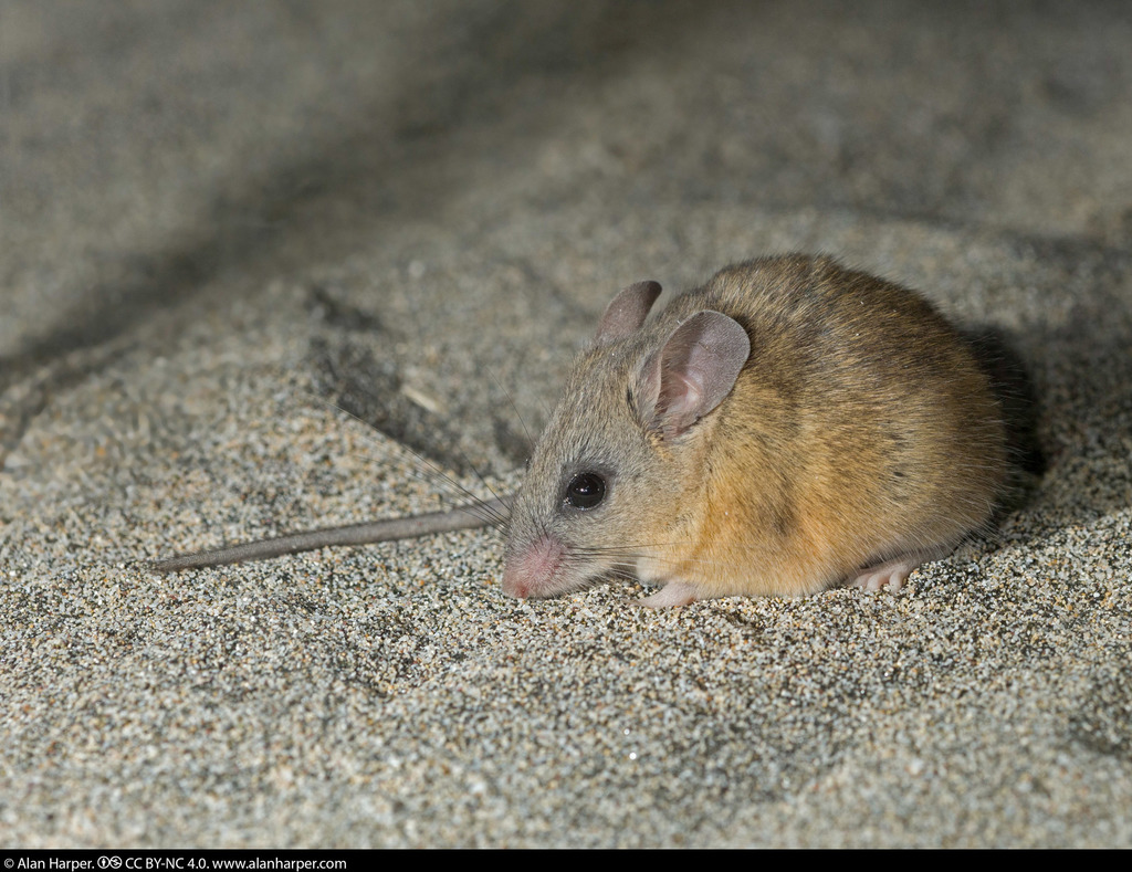 Monserrat Island Deermouse