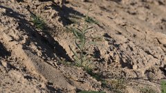 Streptanthus longirostris