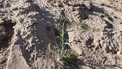 Streptanthus longirostris