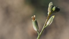 Streptanthus longirostris