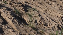 Streptanthus longirostris