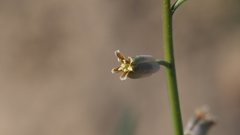 Streptanthus longirostris
