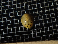 Harmonia sedecimnotata