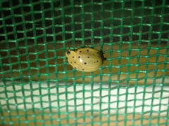 Harmonia sedecimnotata