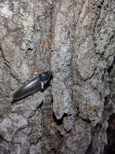 kováčik štíhly (Melanotus villosus)
