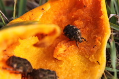 Protaetia fusca