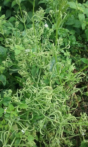 Galium gall mite, 25 Woodchester Ave, Richmond, Christchurch 8013, New Zealand, photo 9 of 10