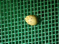 Harmonia sedecimnotata