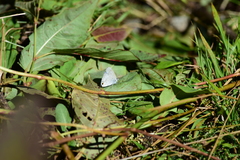 Catochrysops panormus exiguus