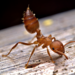 懸巢舉尾蟻 - Photo 由 cdhsiao 所上傳的 (c) cdhsiao，保留部份權利CC BY-NC