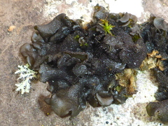 Collema nigrescens