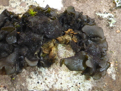 Collema nigrescens