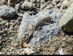 Sceloporus angustus