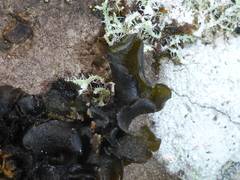 Collema nigrescens