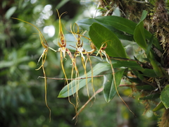 Brassia arcuigera image