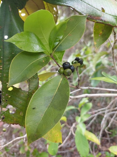 Cordiera garapatica