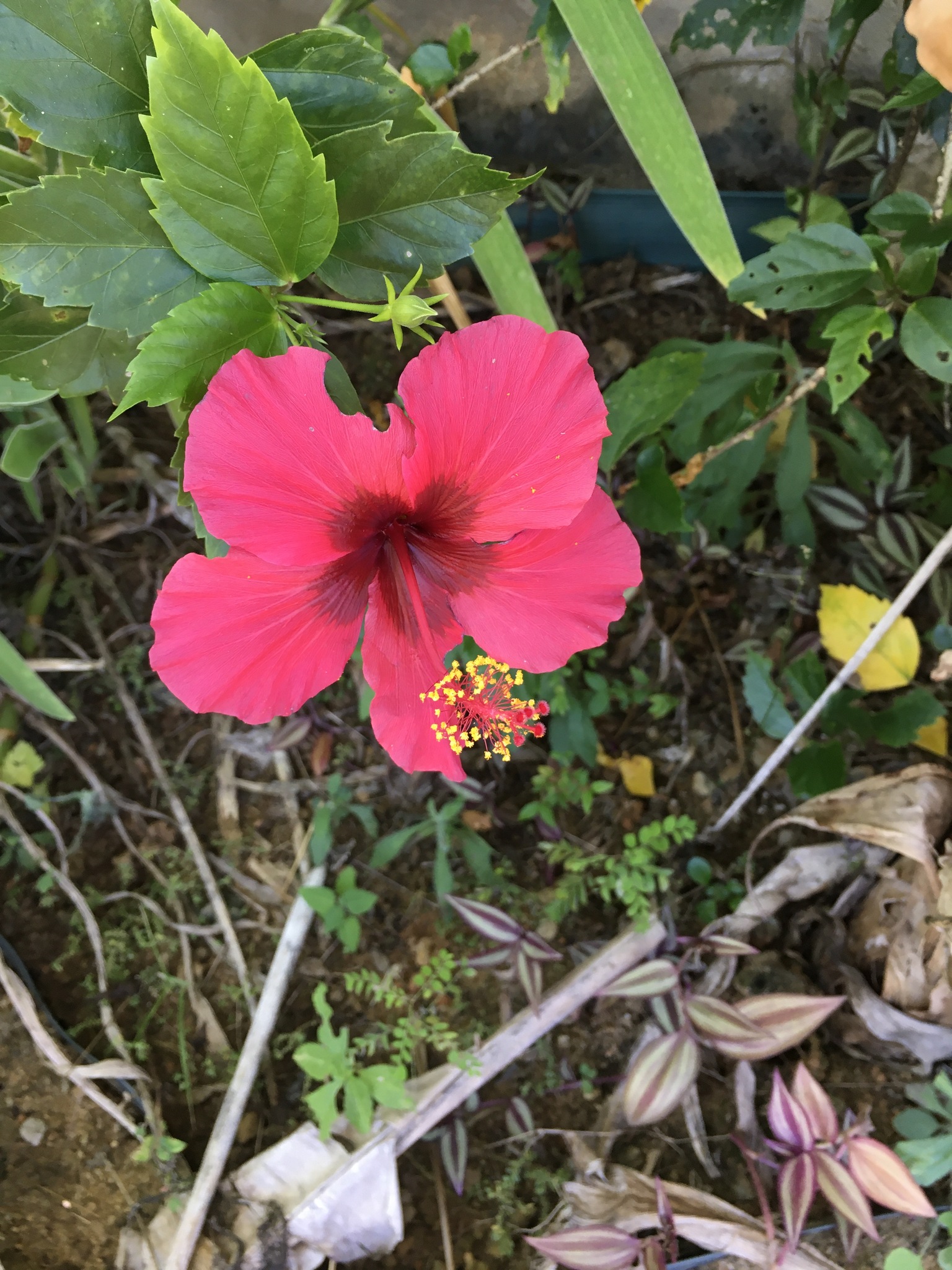 Hibiscus rosa-sinensis