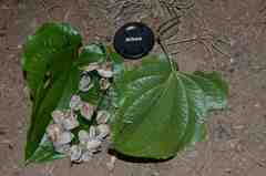 Dioscorea nelsonii