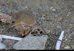 Peromyscus slevini