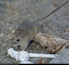 Peromyscus slevini