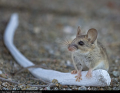 Peromyscus slevini