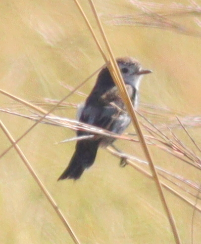 Cock-tailed Tyrant (Alectrurus tricolor), photo 4