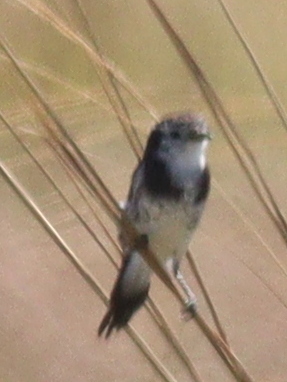 Cock-tailed Tyrant (Alectrurus tricolor), photo 5