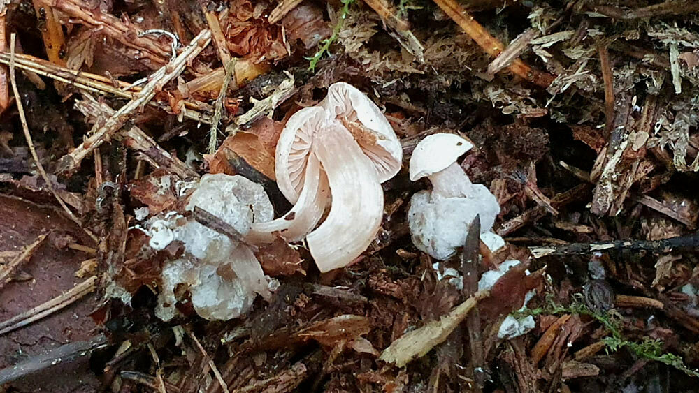 Rhodophana stangliana