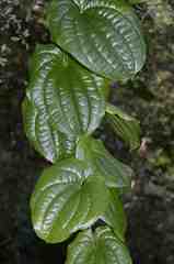 Dioscorea nelsonii