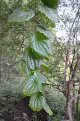 Dioscorea nelsonii