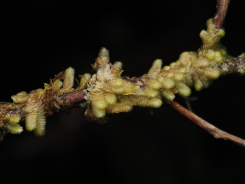 Cyclolejeunea chitonia