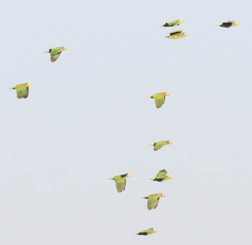 Yellow-faced Parrot (Alipiopsitta xanthops), photo 7