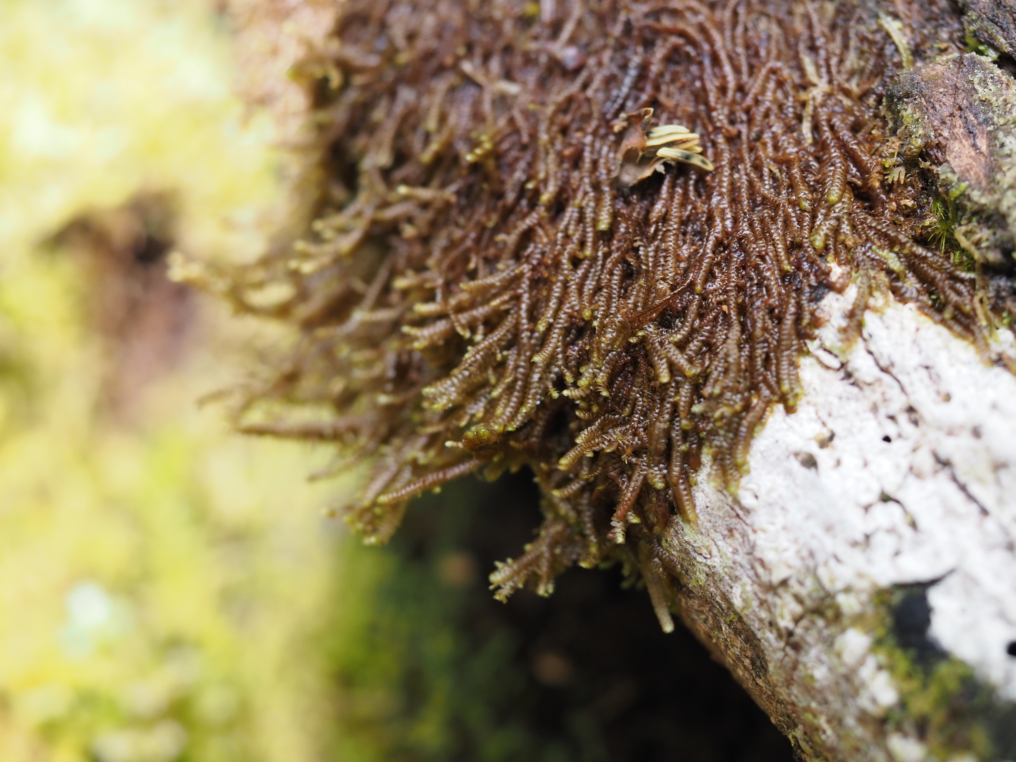 Ceratolejeunea cornuta