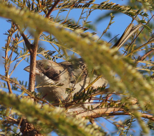 Shrike-like Tanager (Neothraupis fasciata), photo 9