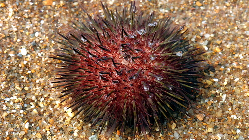 Western Pacific purple sea urchin, photo 8 of 10