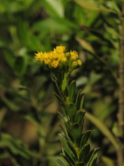 Pentacalia