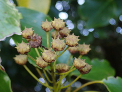 Trochodendron aralioides